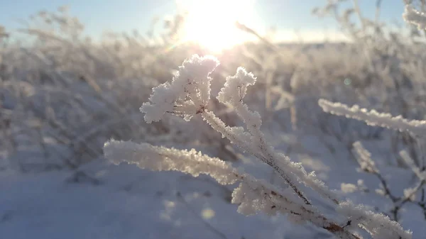 Planta de paisaje invernal cubierta de nieve sobre el fondo del atardecer. Los crecimientos congelados contra el fondo de un campo nevado y un cielo azul y sol. Cañas secas en el aire —  Fotos de Stock