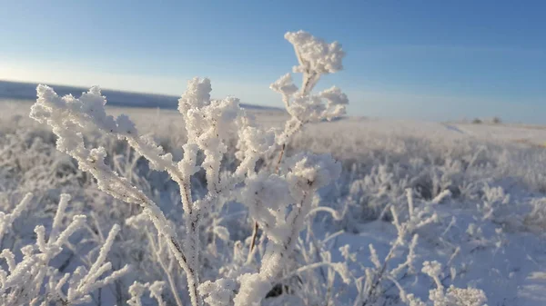 Ledové krystalky na trávě, zimní ledu a vody zmrazené abstraktní přírodní krásy, tráva pokryté zmrzlého sněhu ráno. Zmrazené trávy pokryté sněhem v zimě — Stock fotografie