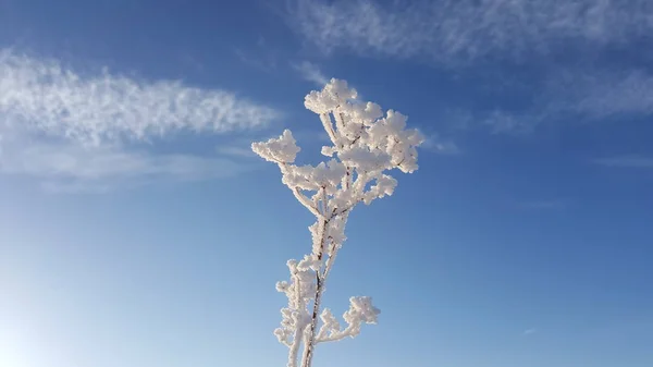 Cristais de gelo na grama, gelo de inverno e água congelados beleza natural abstrata, grama coberta com neve congelada pela manhã. Grama congelada coberta de neve no inverno — Fotografia de Stock