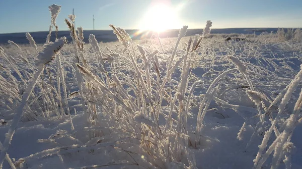 Impianto paesaggistico invernale coperto di neve sullo sfondo del tramonto. Crescite congelate sullo sfondo di un campo innevato e un cielo blu e sole. Canne secche nell'aria — Foto Stock