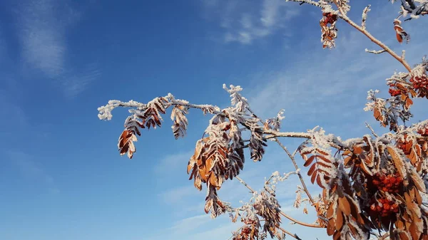 Śnieg na gałęziach drzewa. Zimowy widok drzewa pokryte śniegiem. Nasilenia gałęzie pod śniegiem. Opady śniegu w przyrodzie. Zamarzniętych drzew pokryte śniegiem, w tle niebo zima niebieski — Zdjęcie stockowe