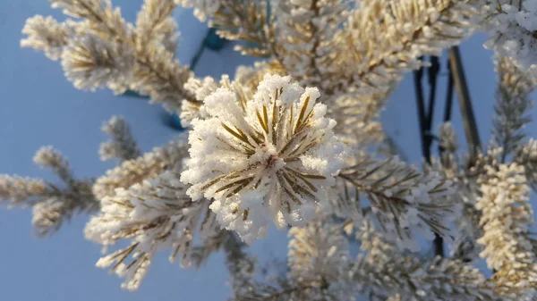 Fundo azul borrado decorado com ramos de pinho cobertos com cristais de geada. Agulhas de abeto congeladas cobertas de neve no inverno — Fotografia de Stock