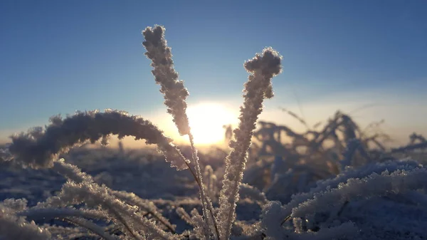 Zimní krajina rostliny pokryté sněhem na pozadí západu slunce. Zmrazené výrůstky na pozadí zasněžené a modrá obloha a slunce. Suché rákosí ve vzduchu — Stock fotografie
