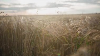 Buğday alanında günbatımı. Video. Buğday kulaklarını kapat. Hasat ve hasat kavramı. Alan altın buğday sallanan. Doğa manzara. kulakları günbatımında esintiyle sallanan buğday