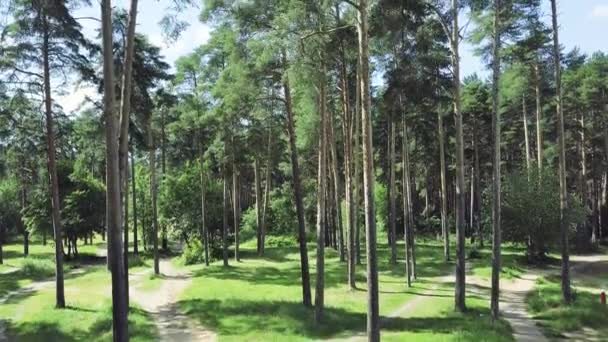 Vista dall'alto del sentiero tra gli alberi. Clip. Vista dall'alto del bellissimo Parco con alberi ad alto fusto in estate — Video Stock