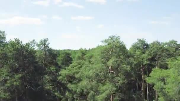 木 々の間からパスの平面図です。クリップ。美しい公園には夏に背の高い木の上から見る — ストック動画