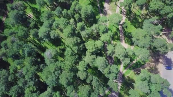 Blick von oben auf den Weg durch die Bäume. Clip. Blick von oben auf den schönen Park mit hohen Bäumen im Sommer — Stockvideo