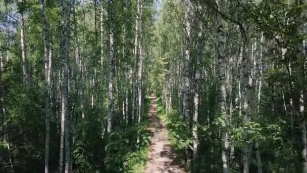 阳光透过桦树树丛的树木。剪辑.通过白桦林在夏天的路径。背景, 自然。通过其中的路径通过的白桦林神话般的看法 — 图库视频影像