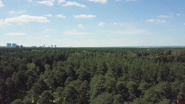 Blick von oben auf den Weg durch die Bäume. Clip. Blick von oben auf den schönen Park mit hohen Bäumen im Sommer — Stockfoto