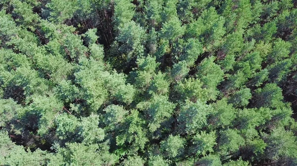 Hermosa panorámica sobre las cimas del bosque de pinos. Clip. Vista superior del bosque de pinos. Fondo de naturaleza —  Fotos de Stock