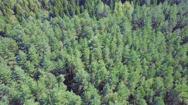 Hermosa panorámica sobre las cimas del bosque de pinos. Clip. Vista superior del bosque de pinos. Fondo de naturaleza —  Fotos de Stock