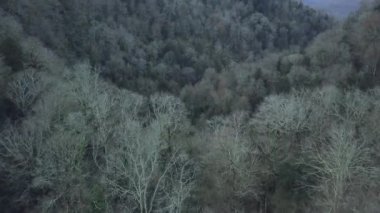 Karanlık Orman siyah ağaçları ile. Küçük. Üstten Görünüm kasvetli gri orman. Gri çiçekli bilinç korkutucu karanlık orman