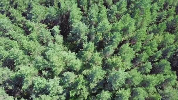 아름 다운 소나무 숲의 꼭대기에 파노라마입니다. 클립입니다. 소나무 숲의 최고 볼 수 있습니다. 자연 배경 — 비디오