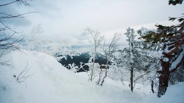 Winterlandschaft Schnee Hintergrund mit Bäumen raue Winterlandschaft mit schneebedeckten Bäumen Naturzweig. Video. Gefrorene Wälder und Wiesen im Karpatenpanorama. Bäume vom Schnee bedeckt — Stockfoto