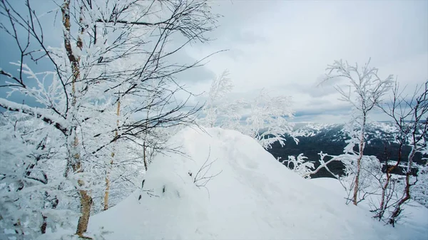 Winterlandschaft Schnee Hintergrund mit Bäumen raue Winterlandschaft mit schneebedeckten Bäumen Naturzweig. Video. Gefrorene Wälder und Wiesen im Karpatenpanorama. Bäume vom Schnee bedeckt — Stockfoto