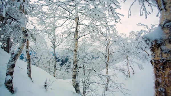 Winter landscape snow background with trees Harsh winter scenery with snow-covered trees nature branch. Video. Frozen forest and meadows in Carpathians panorama. Trees Covered by Snow — Stock Photo, Image
