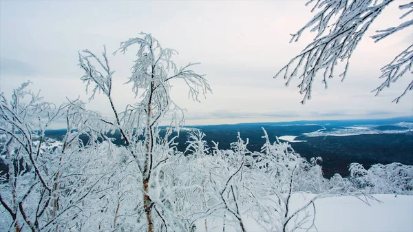 Paysage hivernal fond de neige avec des arbres Paysage hivernal rigoureux avec des arbres enneigés branche de la nature. Vidéo. Forêt gelée et prairies dans le panorama des Carpates. Arbres couverts de neige — Photo