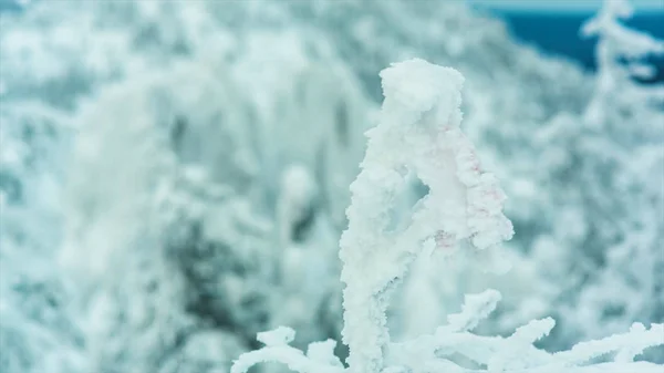 Picos de nieve y árboles en la estación de esquí. Vídeo. Parte superior de la rama del árbol cubierta de nieve blanca de invierno, con bosque de pinos verde denso y muchos picos. cumbres de montaña en la nieve — Foto de Stock