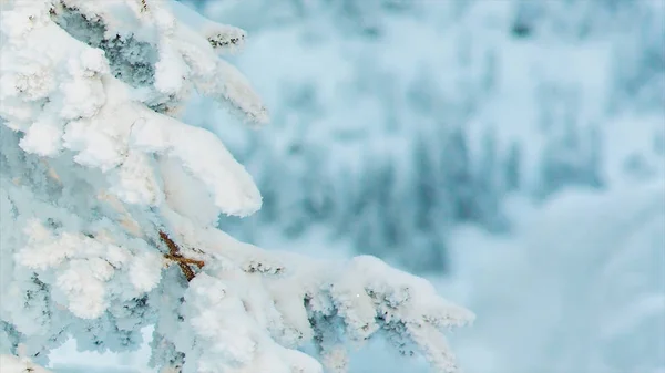 Sneeuw op bergtoppen en bomen in het skigebied. Video. Bovenste deel van de vertakking van de beslissingsstructuur bedekt met witte wintersneeuw, met groene dicht dennenbos en veel vele pieken. bergtoppen in de sneeuw — Stockfoto
