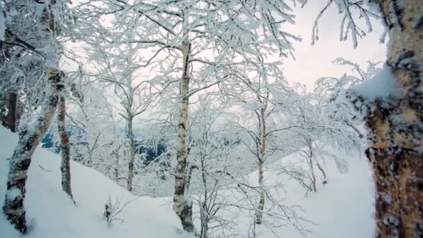 Zima Krajobraz snow tle drzew trudnych zimowych scenerii z ośnieżonych drzew natura oddziałów. Wideo. Mrożone lasu i łąk w panorama Karpat. Drzewa pokryte śniegiem — Wideo stockowe