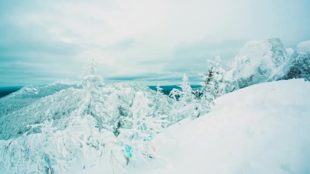 Picos de montanha de neve e árvores na estância de esqui. Vídeo. Parte superior do galho da árvore coberto com neve branca de inverno, com pinhal denso verde e muitos picos. cumes de montanha na neve — Vídeo de Stock