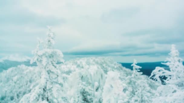 Sneeuw op bergtoppen en bomen in het skigebied. Video. Bovenste deel van de vertakking van de beslissingsstructuur bedekt met witte wintersneeuw, met groene dicht dennenbos en veel vele pieken. bergtoppen in de sneeuw — Stockvideo