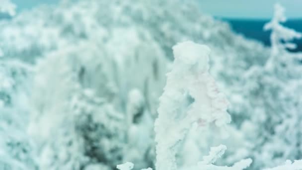 Des sommets enneigés et des arbres dans la station de ski. Vidéo. Partie supérieure de la branche d'arbre couverte de neige blanche d'hiver, avec forêt dense de pins verts et beaucoup de sommets. sommets de montagne dans la neige — Video