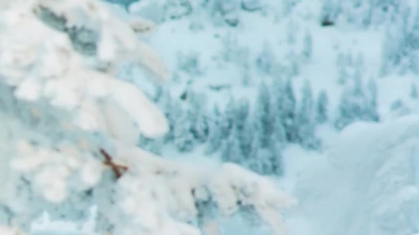 Frosty boomtak in de winter. Video. Close-up van pine tak met sneeuw en groene naalden. De vertakking van de beslissingsstructuur sneeuw bedekte bij zonsondergang — Stockvideo
