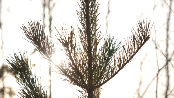 Winter christmas landscape, winter beauty. Bright rays of the setting sun, sunlight glare. Natural xmas decoration background Green spruce branch against forest at sunset — Stock Photo, Image