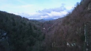 Karanlık Orman siyah ağaçları ile. Küçük. Üstten Görünüm kasvetli gri orman. Gri çiçekli bilinç korkutucu karanlık orman