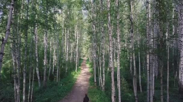 Vista superior del hombre que camina en el bosque en el camino. Clip. Hermoso día soleado de verano en el bosque — Vídeos de Stock