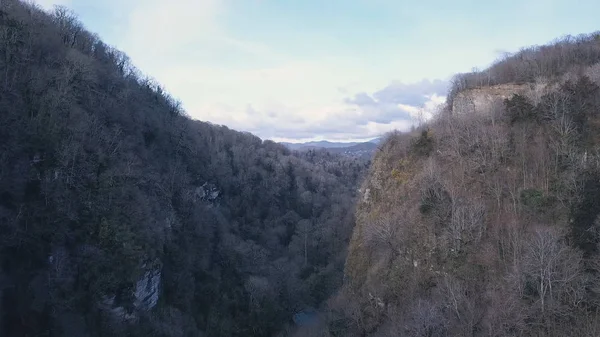 Dark forest with black trees. Clip. Top view of the gloomy gray forest. Dark forest with gray flowers frightening consciousness