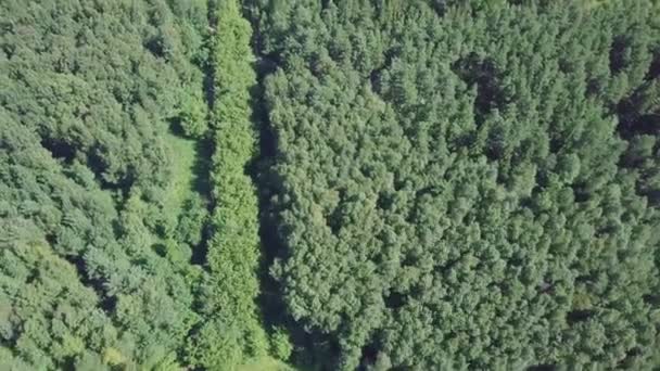 Bir yol çam ağacı orman tarafından çevrili yaz aylarında hava görünümünü. Küçük. Ormandaki yolun Üstten Görünüm — Stok video