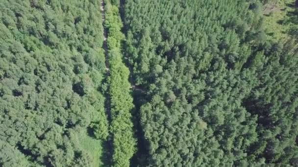 Luftaufnahme einer Straße im Sommer, die von Kiefernwald umgeben ist. Clip. Blick von oben auf die Straße im Wald — Stockvideo