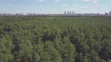 Yeşil ormandan çam ağaçları ve ağaç yoğun karışık ağaç başında gelen hava görüş kamerası. Küçük. Hava uçak Kuzey Avrupa orman vurdu