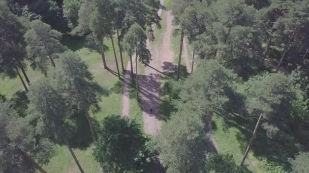 Flyvende drone glidefly filmet av en solfylt skogpark. Klipp. Vårparkens beste utsikt, helg – stockvideo