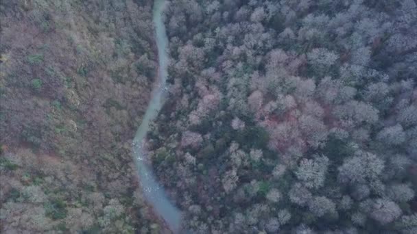 Vue aérienne du pré vert et de la petite rivière. Clip. Rivière en montagne - Vue aérienne. Vue de dessus de la rivière forestière sur les bois d'été 
