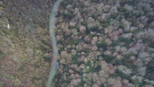 Flygfoto över gröna ängen och liten flod. Klipp. Floden i berg - Flygfoto. Ovanifrån av skogen floden över sommaren skogslandet — Stockvideo