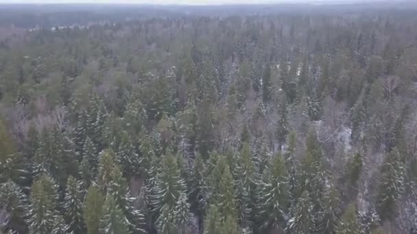 Вид с воздуха, низкий полет над снежным еловым лесом зимой. Клип. Вид с воздуха на зимний фон с заснеженным лесом — стоковое видео