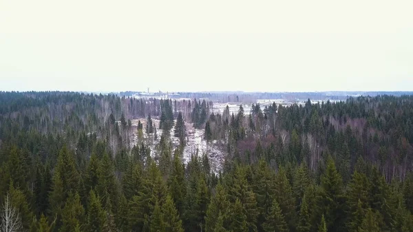 Widok z lotu ptaka śniegu objętych jodła Las. Rzędy świerków w słońcu. Panoramy lesie zimą w słoneczny dzień. Widok z lotu ptaka. Wierzchołki drzew iglastych rzuca cień na śnieżnobiałe śniegu. Do góry — Zdjęcie stockowe