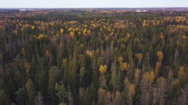 Forest hills, tonda dramatik renklerle üzerinde doğal bir günbatımı kuş bakışı. Küçük. Orman Hava görünümünü. Yaz sıcak güneş ışık orman havadan görünümü