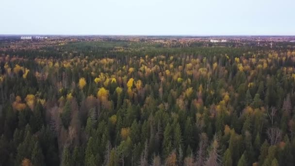 Birds-eye view of a scenic sunset over the forest hills, with toned dramatic colors. Clip. Aerial view of forest. Summer warm sun light forest aerial view — Stock Video