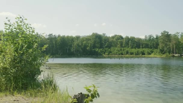 3 sur 1. Ensemble de séquences avec lac dans la forêt. Au premier plan il y a des branches d'arbres. Branche d'arbre au premier plan du lac — Video