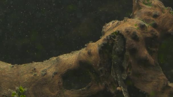 Peixes tropicais se encontram no recife de coral azul aquário de água do mar. Paraíso subaquático — Vídeo de Stock