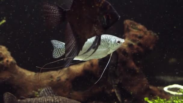 Vinkla fiskar i akvarium. Vackra akvarium Stilleben med simning cherry barb fiskar. Tropiska sötvatten tank ytan på ljus bakgrund — Stockvideo