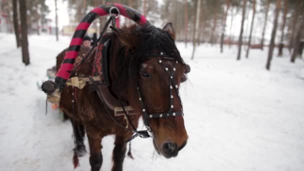 Brązowy koniem w pejzażu zimowym. Koń w sanie w lesie w zimie — Wideo stockowe