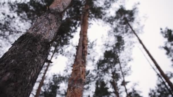 Vista inferior de los pinos contra el cielo nublado. Árboles en un bosque. Mirando hacia arriba. Cielo del bosque — Vídeo de stock