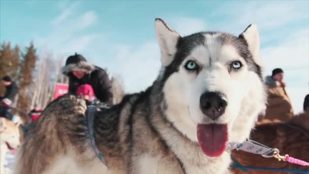 Retrato de un perro Husky siberiano al aire libre. Filmación. Primer plano retrato de perro de trineo noble un perro de raza husky Chukchi en el fondo de invierno — Vídeos de Stock