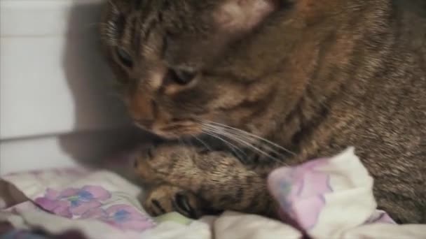 Gato satisfecho sentado frente a la ventana mirando a los lados, cara de cerca. Primer plano de un gato tabby — Vídeo de stock