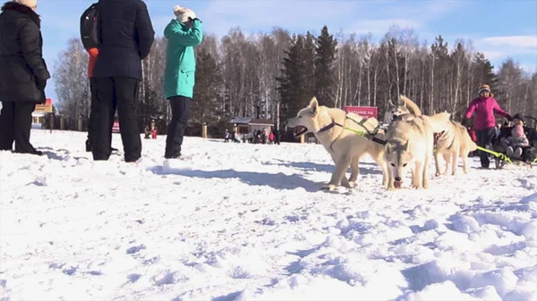 Řidič a sibiřský husky. Psy Husky v zimní krajině. čelní pohled na čtyři sibiřské huskys na závod v zimě — Stock fotografie